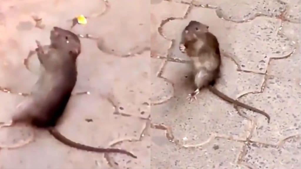 mouse claps for aarati outside temple in maharashtra viral video mouse claps for aarati outside temple in maharashtra viral video