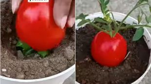 how to plant tomato at home in pot Hike in tomaoto price tips and tricks