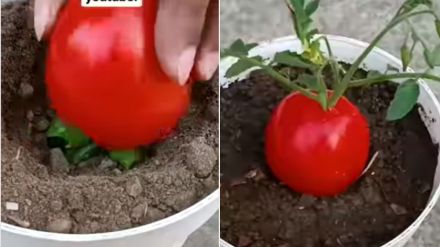 how to plant tomato at home in pot Hike in tomaoto price tips and tricks