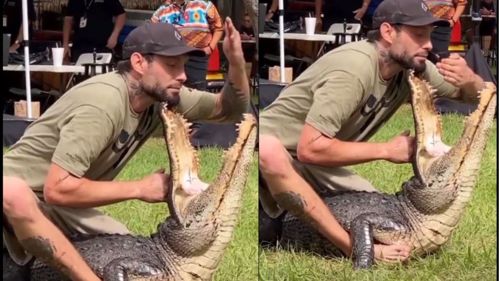 Man puts hand inside crocodile’s mouth