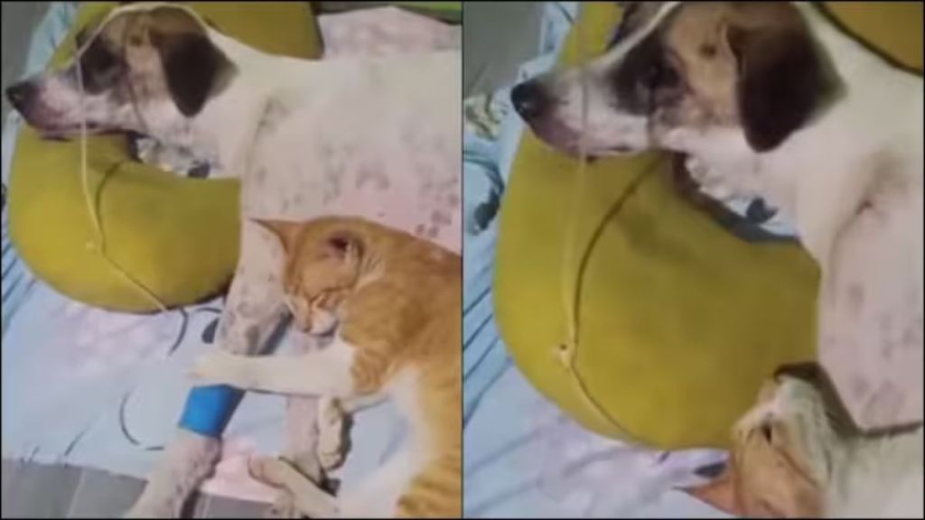 Cat refuses to leave sick dog’s side in viral video Cat refuses to leave sick dog’s side in viral video