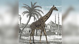 giraffe Optical Illusion