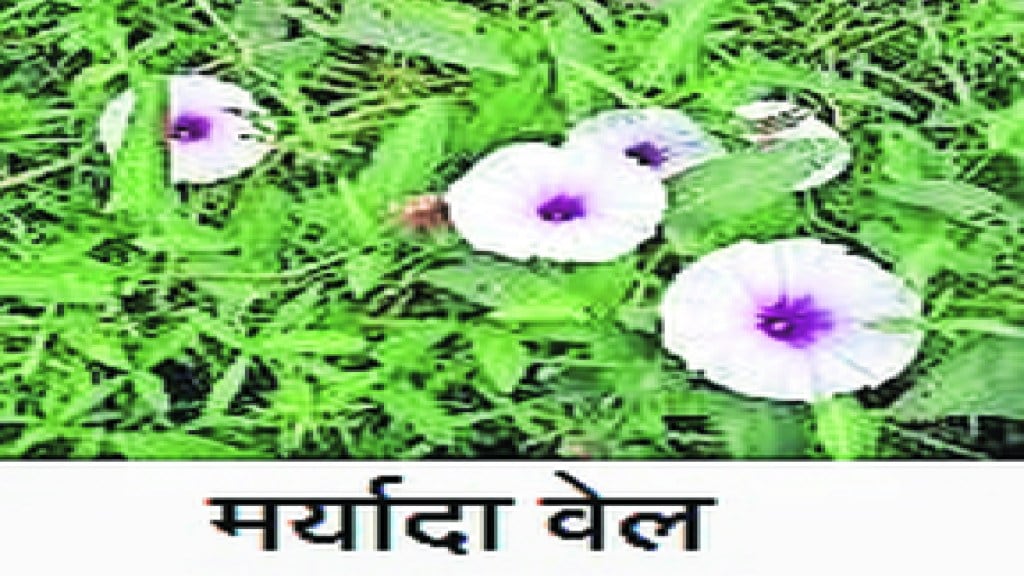 maryada vel maryada vel