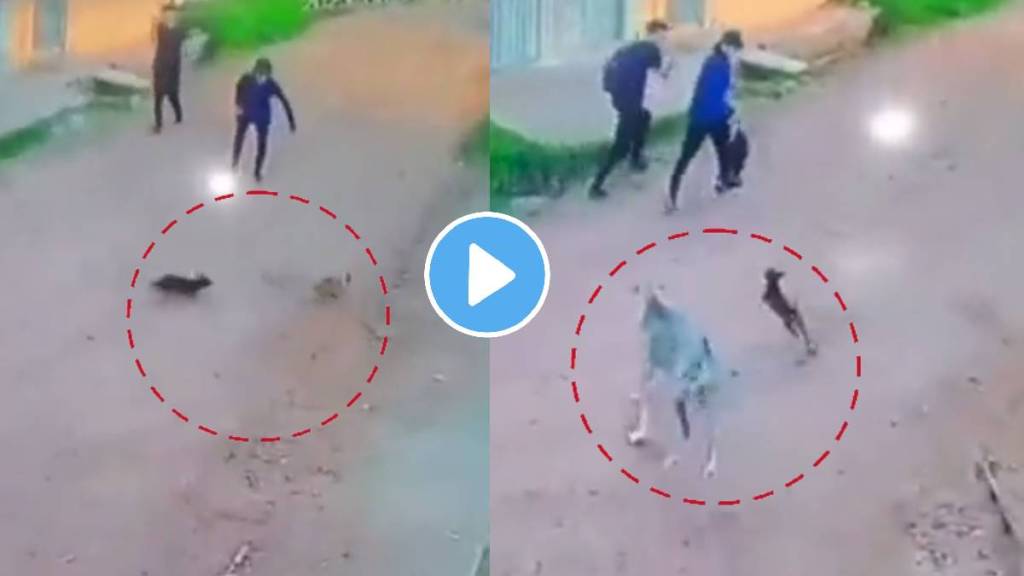men scare puppies video viral