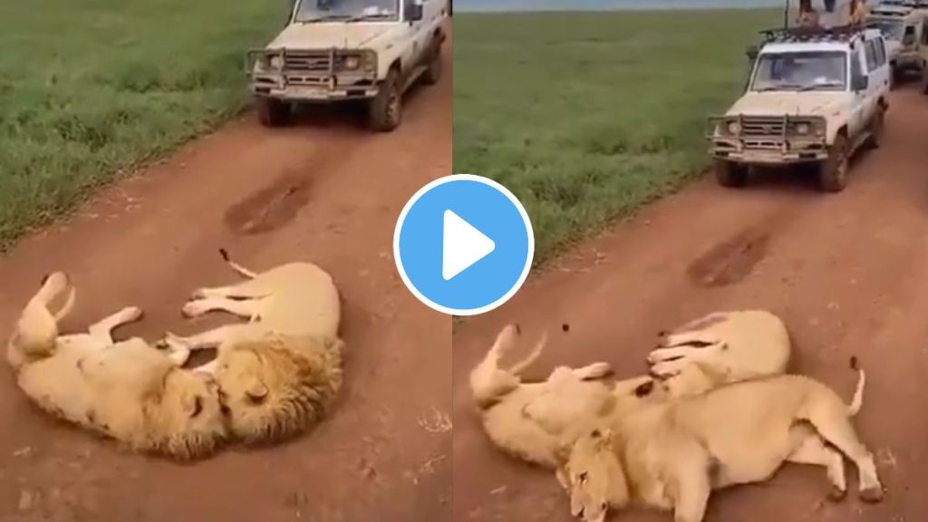 roadblock by lions in Tanzania jangal safari vehicles stopped video goes viral