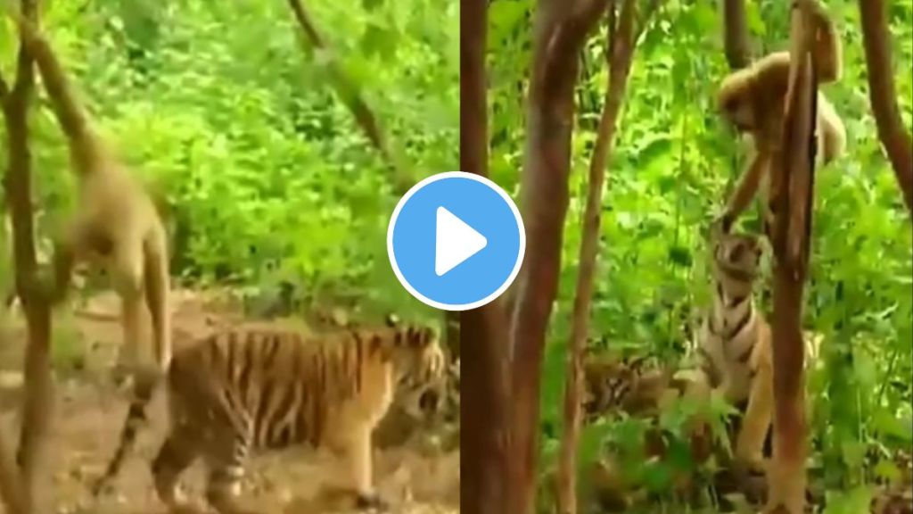 a funny monkey annoying two tigers video goes viral