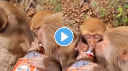 बापरे! चक्क माकडांना दारु पाजली अन्…, व्हिडीओ पाहून तुम्हालाही बसेल धक्का