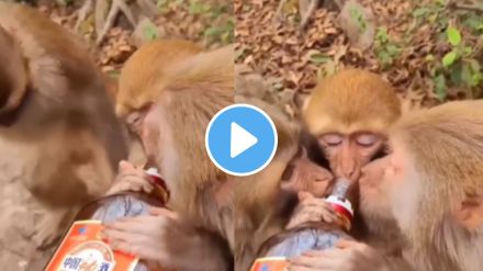 a man offer alcohol to three monekys shocking video goes viral a man offer alcohol to three monekys shocking video goes viral