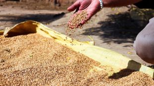 how to store wheat at home for long time try these home remedies