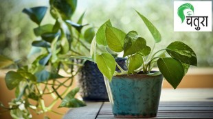 money plant