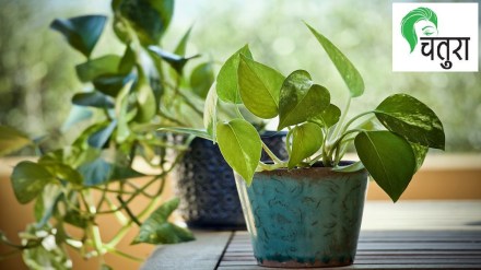 money plant