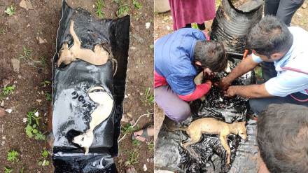 firefighters rescue two dogs rapped in tar drums