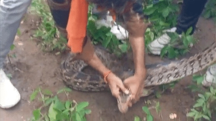 python found in farm Akola district