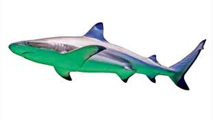 information about Sharks