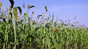 Millet mission
