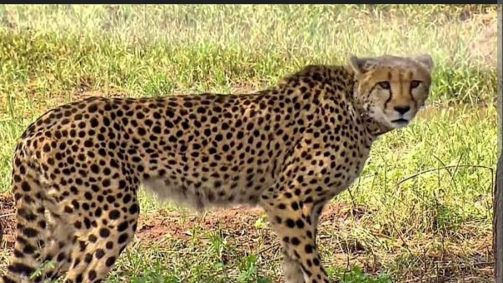 suraj cheetah
