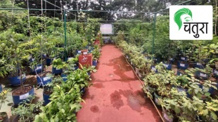 garden, Terrace, indoor plants, Selection
