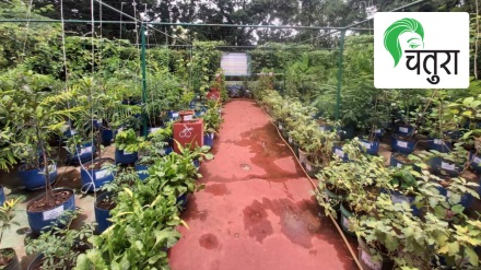 garden, Terrace, indoor plants, Selection