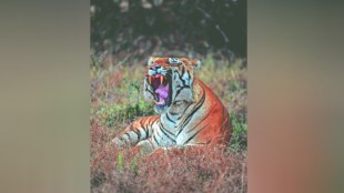 tiger