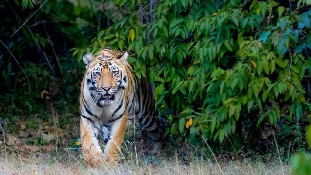woman died tiger attack chandrapur woman died tiger attack chandrapur