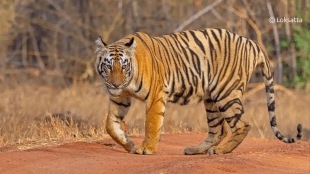 FL2 tiger roaming sindewahi area imprisoned
