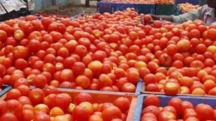 tomato price hike theft
