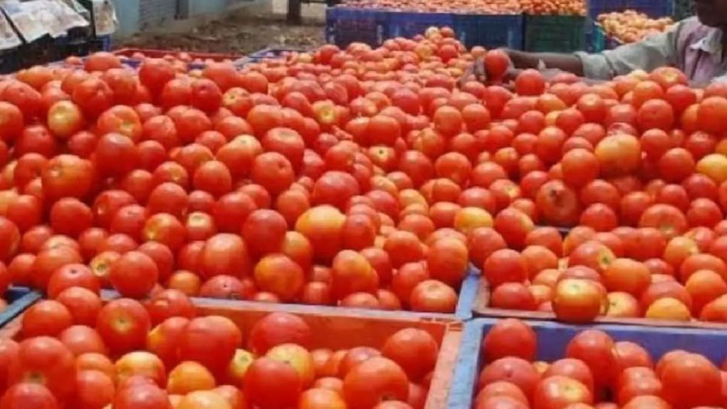 tomato stolen