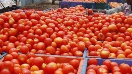 tomato stolen