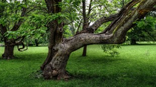 trees replanted by MMRC