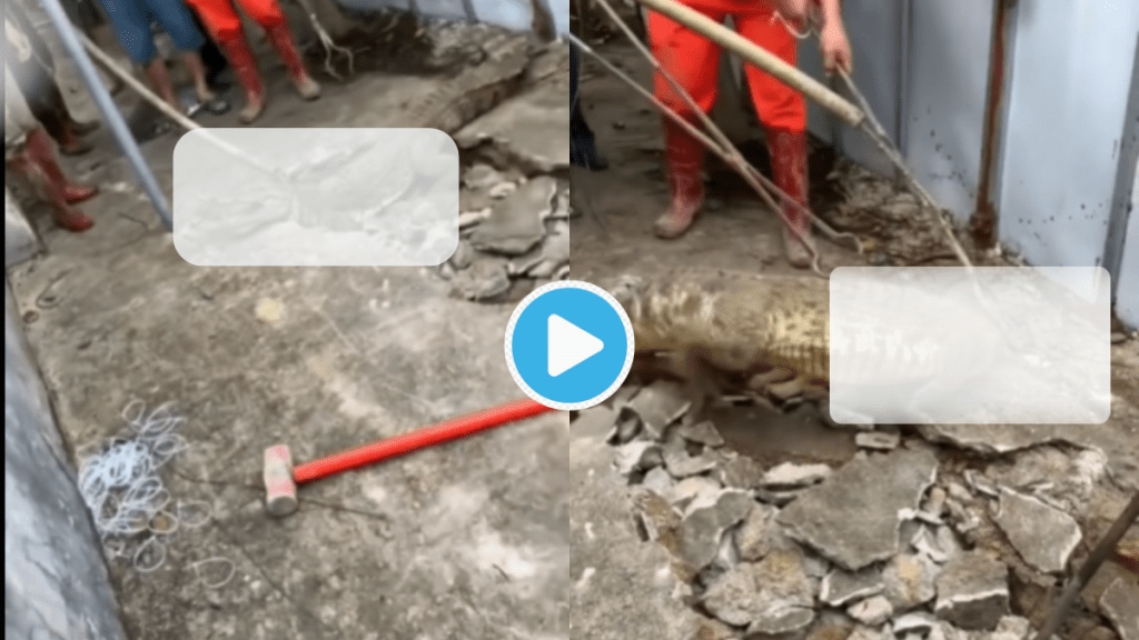 Video Threatening noise Under The Footpath Man Digs To Find Out Three Huge Crocodiles Running Alive People Can Not Believe