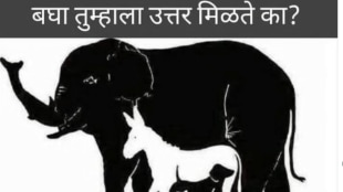Optical Illusion 99 Percent People Fail To find 10 Hidden Animals Inside Huge Elephant In The Test Only Genius Can Spot Turtle