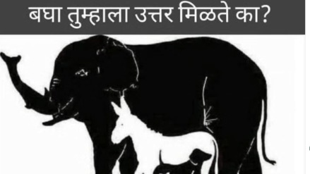 Optical Illusion 99 Percent People Fail To find 10 Hidden Animals Inside Huge Elephant In The Test Only Genius Can Spot Turtle