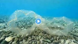 Most Dangerous Snake Video Viral