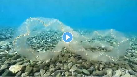 Most Dangerous Snake Video Viral