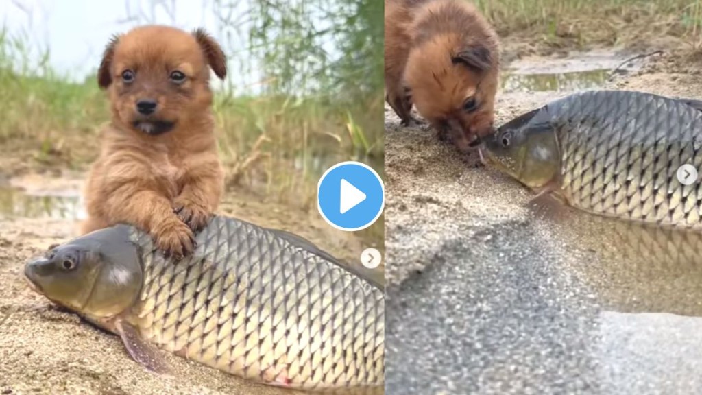 Fish And Puppy Cute Video Viral Fish And Puppy Cute Video Viral