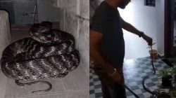 बाप रे बाप! घरात आढळला दुर्मिळ मांजऱ्या साप