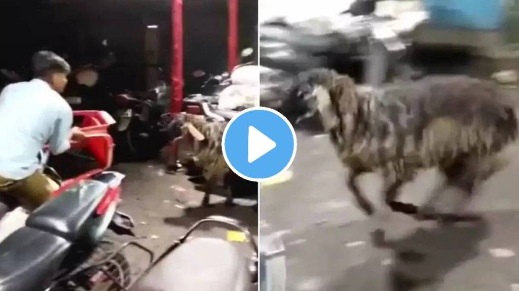 angry goat smacks man as he attacked the animal watch video
