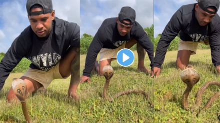 Indian Cobra Attacks A Man Video