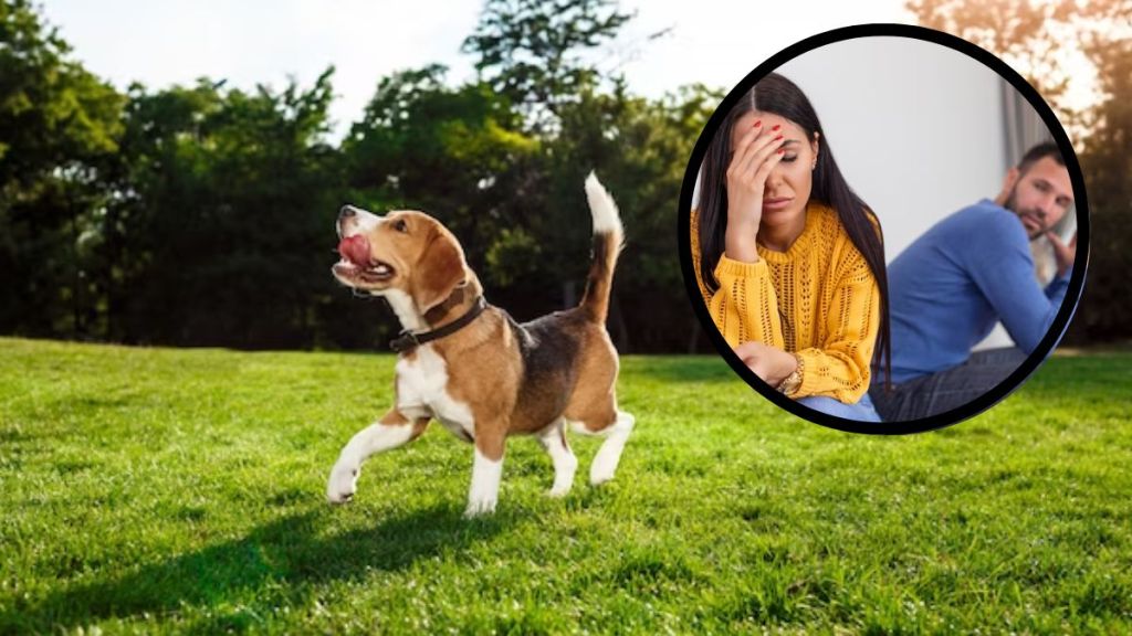 cctv dog trending news