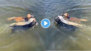 Dogs Trending Video