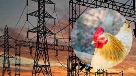 electricity from chicken dung electricity from chicken dung