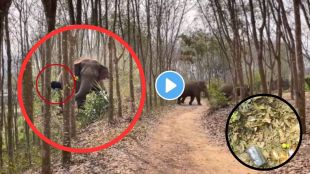 wild elephant sniffing a bag of drugs