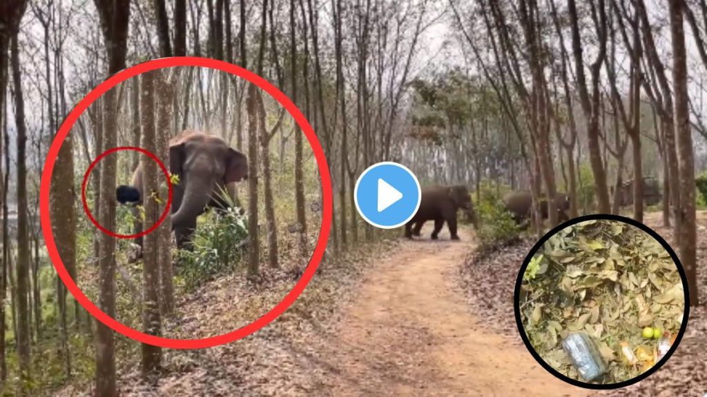 wild elephant sniffing a bag of drugs wild elephant sniffing a bag of drugs