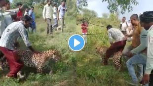 Leopard viral video