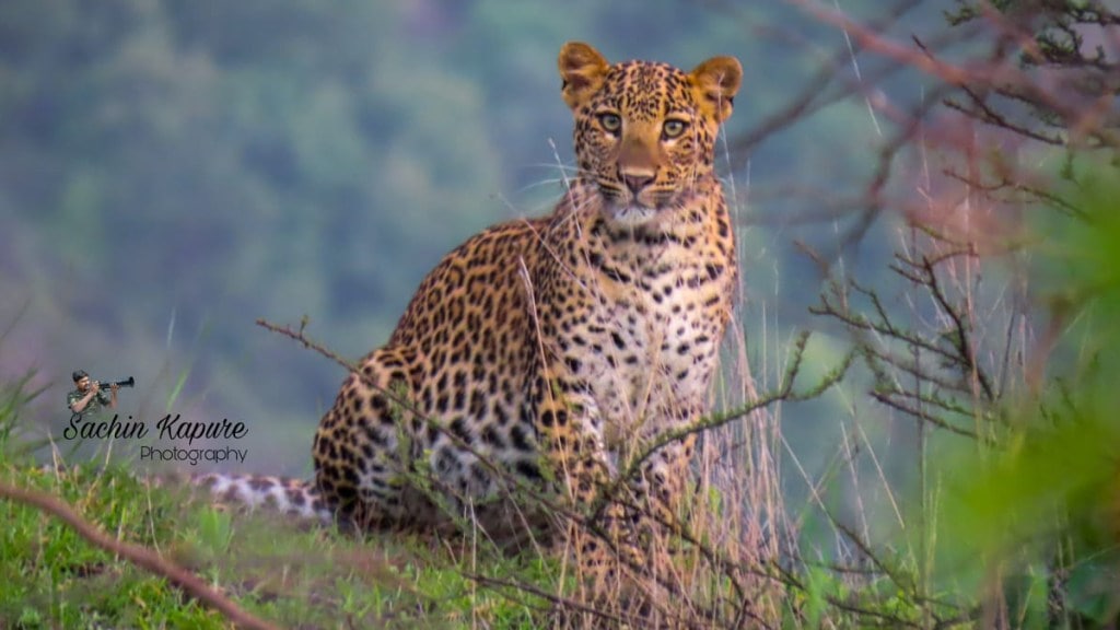 Leopards in lonar lake Leopards in lonar lake