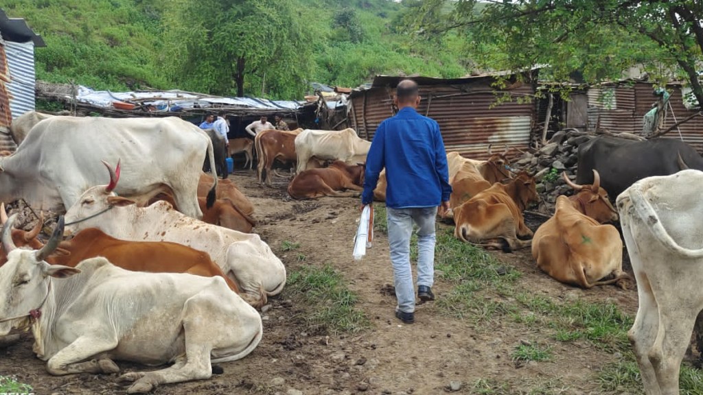 Local crime branch police raid in Akola in case of cruelly tying cattle for slaughter Local crime branch police raid in Akola in case of cruelly tying cattle for slaughter