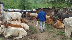 अकोला : कत्तलीसाठी गोवंशाला निर्दयीपणे ठेवले बांधून; पोलीस छाप्यात…