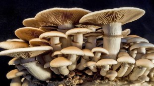 Mushroom Benefits For Health
