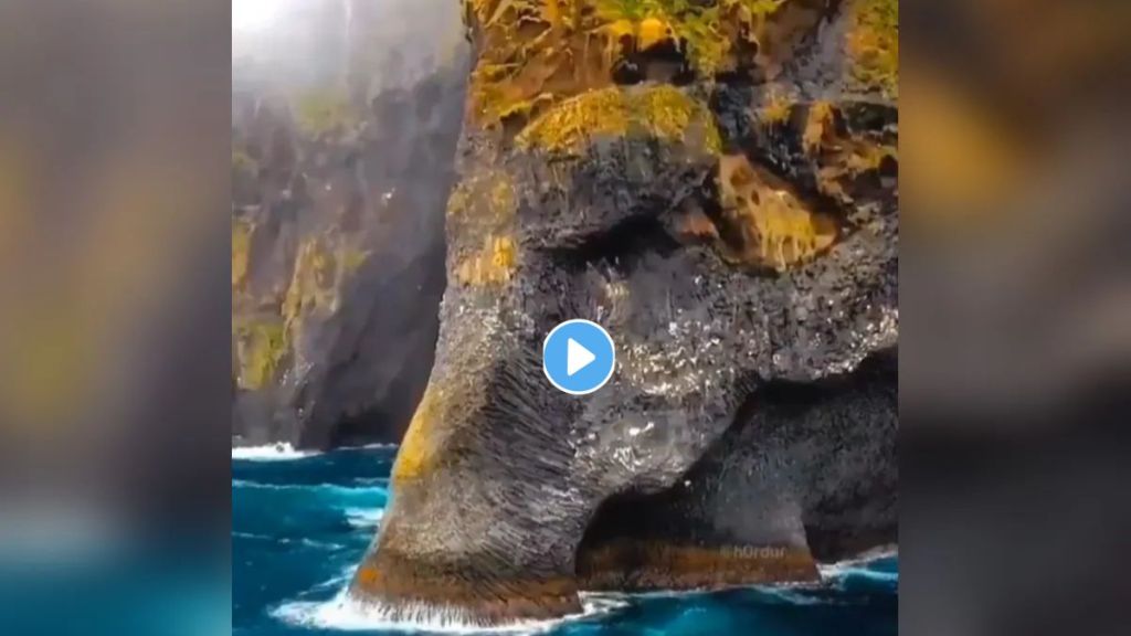 No Elephant In Natures Video No Elephant In Natures Video