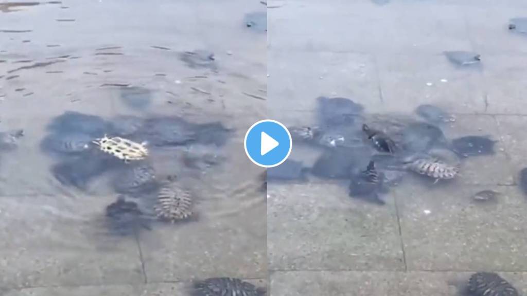 In VIral Video Turtle Help Friend To Straighten,People Will Love THis Video. In VIral Video Turtle Help Friend To Straighten,People Will Love THis Video.